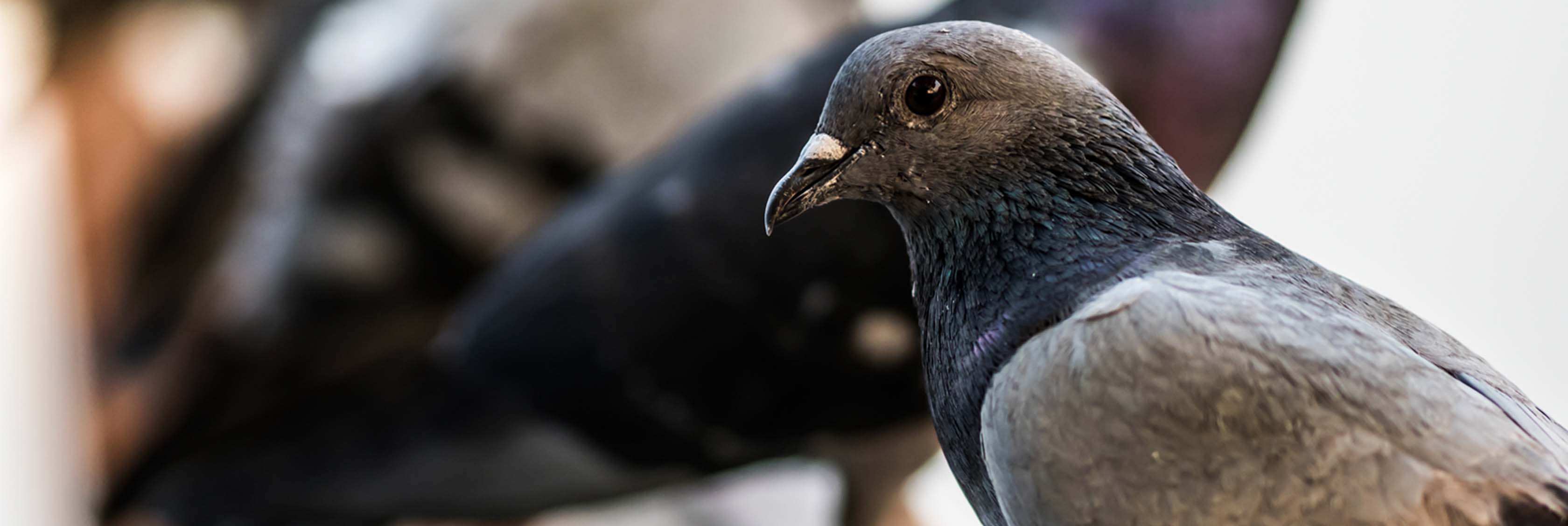 Pigeon Guano Removal: Safe Methods & Tips | Cleanse Force UK
