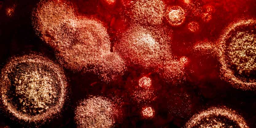 What is Red Mould?