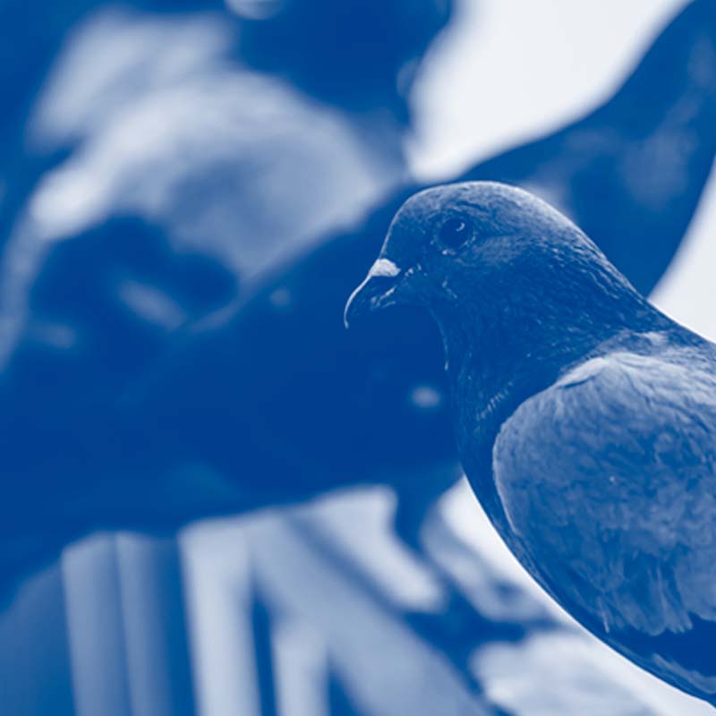 Cleanse Force UK bird and pest control and proofing service