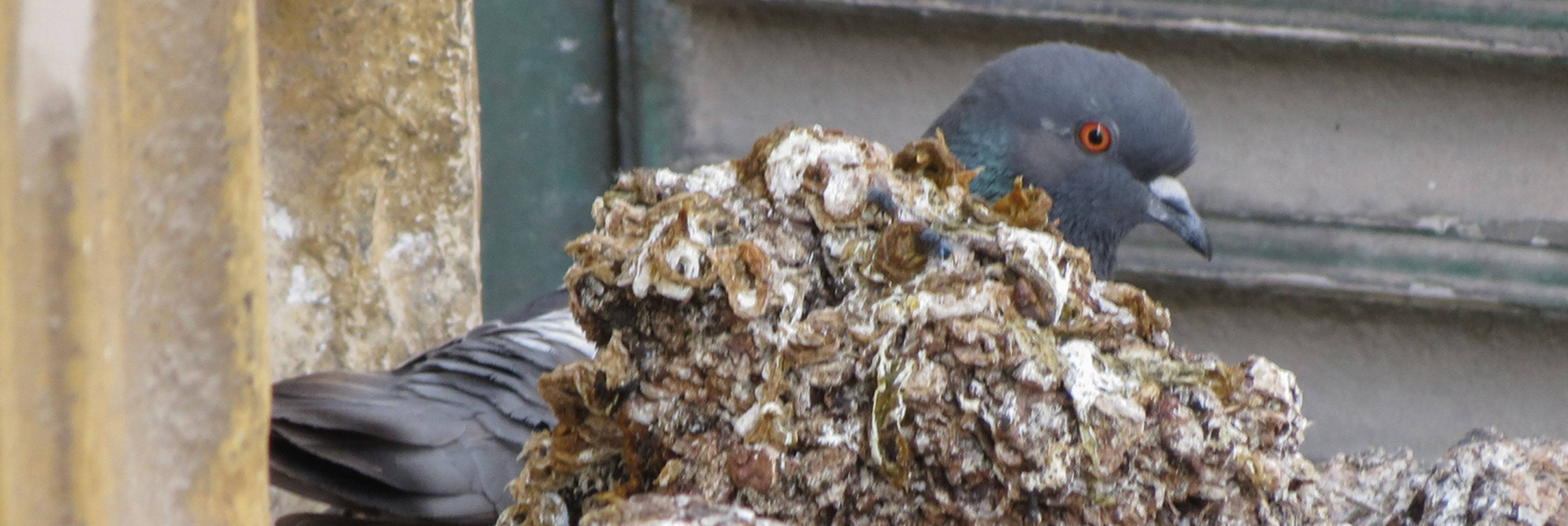 Cleanse Force UK guano and bird dropping cleaning service