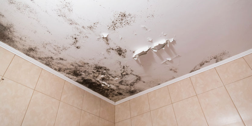 Cleanse Force UK mould removal and remediation service
